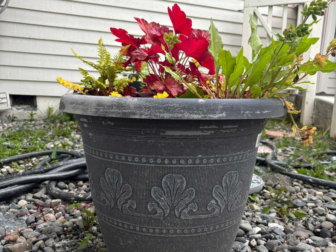 Black planter with red coleus, ferns, and yellow blooms