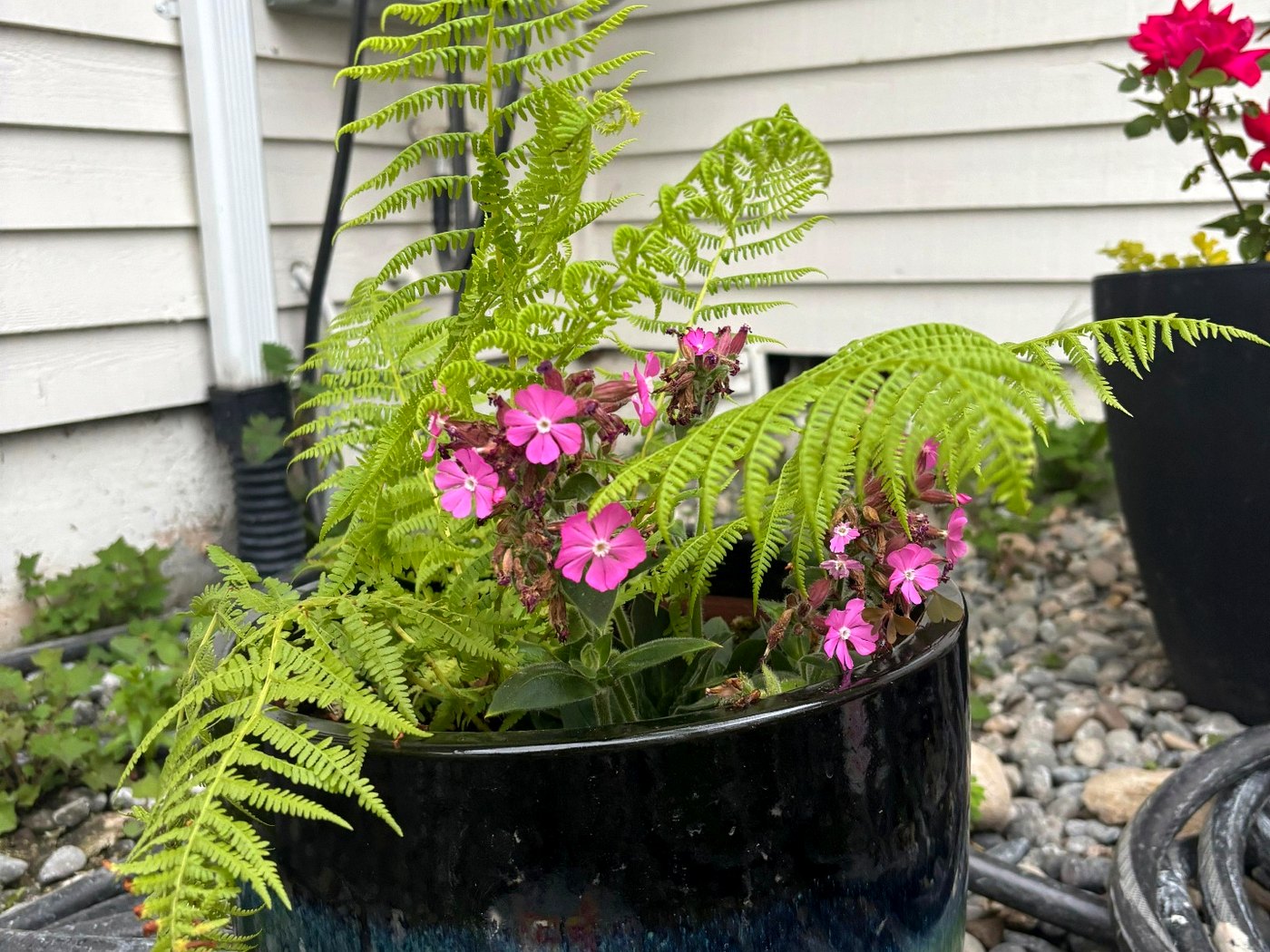 Green ceramic pot of ferns and pink wildflowers in the garden
