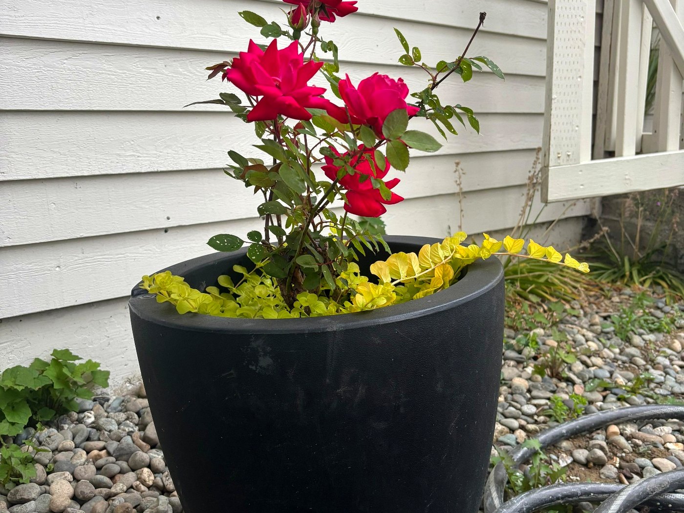Climbing red roses in a black planter against the home