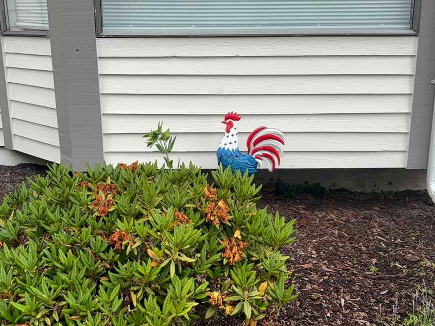 Painted red, white, and blue rooster yard ornament in the garden bed